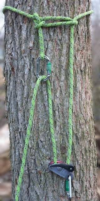 Tree Climbing: Anchoring in the Tree 