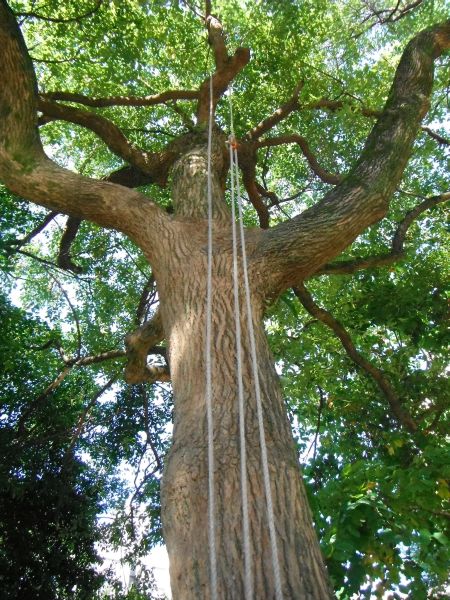 set up for foot assisted DRT with MB 3 - Tree Climbers International Forum  - Tree Climbers International