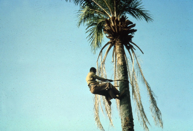 Climbing Palm Trees with just a rope to wrap around the trunk?? Tree
